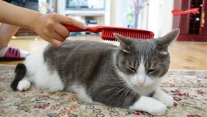 Grooming a British Short Hair Kitten