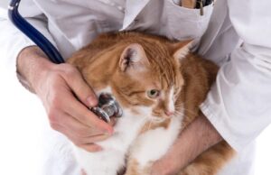 common health problems of cats