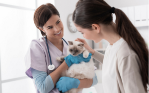 helping your cat stay healthy - Ensure good health for your kitten